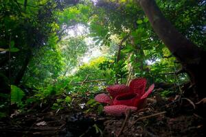 indonésio manhã Visão dentro uma tropical floresta com lindo bengkulu ráfia flores florescendo foto