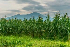 lindo manhã Visão Indonésia. panorama panorama arroz Campos com beleza cor e céu natural luz foto