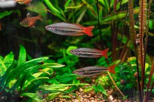 Melanotaenia australiano, peixe arco-íris natação dentro aquário piscina com verde algas marinhas foto