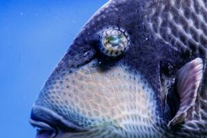 macro peixe pescoço azul balistode, balistoides viridescens foto