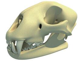 guepardo crânio animal anatomia 3d Renderização em branco fundo foto