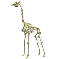 girafa esqueleto anatômico animal 3d Renderização em branco fundo foto
