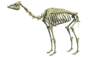 camelo esqueleto dromedário 3d Renderização animal anatomia foto