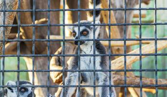 fechar acima tiro do a lêmure dentro a cela dentro a jardim zoológico. animal foto