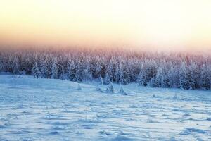 lindo panorama do pôr do sol dentro inverno floresta foto