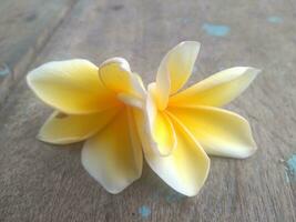 plumeria flores em bokeh fundo, lindo flores dentro a jardim ,branco flor asiático, Havaí, frangipani flor, leelawadee foto