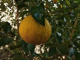 lindo fresco laranja dentro uma jardim árvore foto