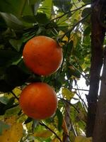 lindo fresco laranja dentro uma jardim árvore foto