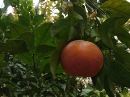 lindo fresco laranja dentro uma jardim árvore foto