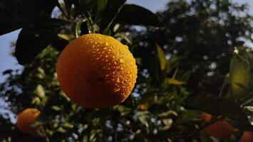 fresco laranja às laranja árvore dentro jardim foto