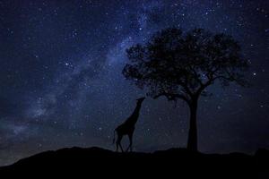 estrela rastreia leite no céu noturno da áfrica do sul foto