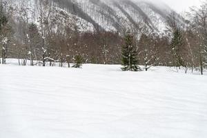 crepúsculo e as cores do bosque nevado. neve e frio. foto