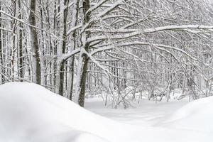 crepúsculo e as cores do bosque nevado. neve e frio. foto