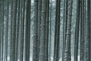 Maravilhoso inverno panorama com árvores e neve foto