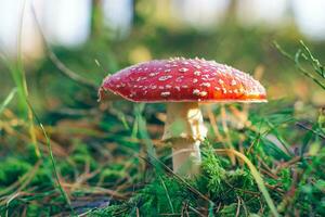 maduro amanita muscaria, conhecido Como a mosca agárico ou mosca amanita. cura e medicinal cogumelo com vermelho boné crescendo dentro floresta. pode estar usava para micro dosagem, espiritual práticas e xamã rituais foto