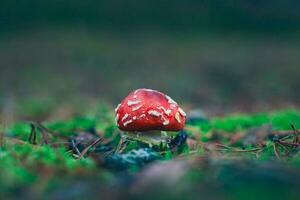 jovem amanita muscaria, conhecido Como a mosca agárico ou mosca amanita. cura e medicinal cogumelo com vermelho boné crescendo dentro floresta. pode estar usava para micro dosagem, espiritual práticas e xamã rituais foto