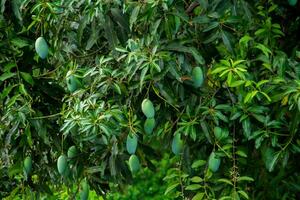 doce verde manga fruta ainda suspensão em a árvore. foto