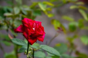 rosas estão herbáceo plantas, a árvores ter espinhos foto