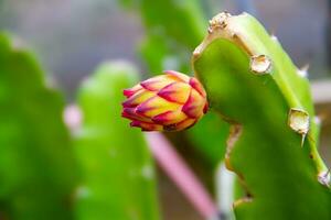 flores a partir de Dragão fruta este estão em desenvolvimento ou crescendo foto