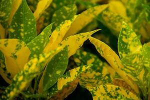andong ornamental plantar. natural Visão do amarelo verde croton plantar dentro a jardim. foto