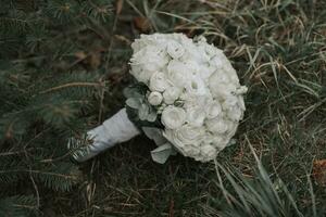 uma ramalhete do rosas em a grama, uma enredar do abeto galhos foto