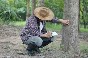 ásia homem botânico é inspecionando tronco do árvore dentro floresta para análise e pesquisa sobre crescimento do árvore. conceito, floresta avaliação. conservação do ambiente. pesquisa botânico plantas. foto