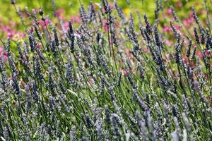 florescendo lavanda flores silvestres, campo, natural abstrato roxa fundo foto