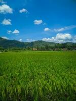 Visão do uma verde arroz Fazenda dentro a interior, com uma fundo do colinas e azul céu. foto