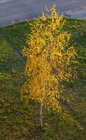 tiro do a colorida outono árvores ao ar livre foto