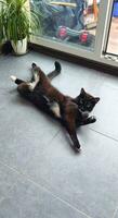 gato deitado em a chão dentro a apartamento. animais de estimação foto