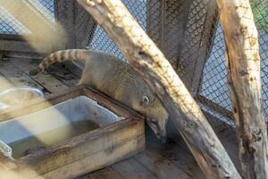 fechar acima tiro do a sul americano quati dentro a cela dentro a jardim zoológico. animal foto