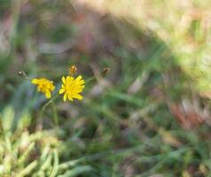 conceito tiro do a campo com selvagem flores natureza foto