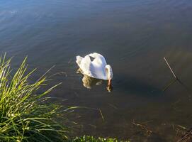 tiro do a cisne em a lago. natureza foto