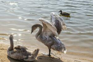 fechar acima tiro do a cisnes, patos, cisnes de a lago. emplumado foto