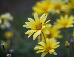 fechar acima tiro do a lindo amarelo flores natureza foto