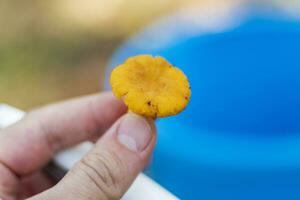 fechar acima tiro do a pequeno cogumelo chanterelle dentro a floresta. natureza foto