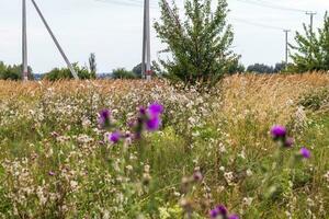 conceito tiro do a campo com selvagem flores natureza foto