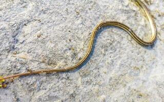 morto tropical serpente corre sobre em a terra porto escondido. foto