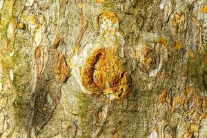 textura do a latido do uma tropical árvore selva México. foto