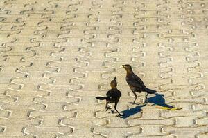 rabo-grande grackles fêmeas bebês machos comer alimentação cada outro. foto