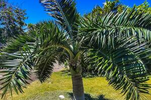 palmeiras tropicais cocos céu azul em tulum méxico. foto