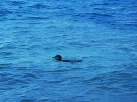 cormorão de cauda longa neotropis em pedra de pedra na praia méxico. foto