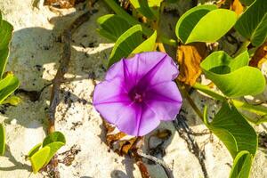 rosa roxos ipoméia cabras pé rastejante praia flor mexico. foto