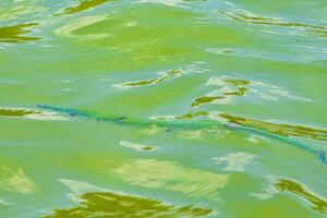 trompete peixe peixe-trombeta nada em água superfície caribe México. foto