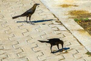 rabo-grande grackles fêmeas bebês machos comer alimentação cada outro. foto