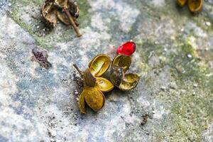 tropical fruta cartuchos frutas flores sementes em terra coba México. foto