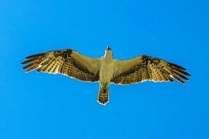 branco majestoso águia-pescadora Falcão falcão moscas ao longo azul céu México. foto