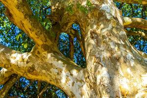 textura do a latido do uma tropical árvore selva México. foto