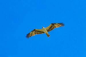 branco majestoso águia-pescadora Falcão falcão moscas ao longo azul céu México. foto