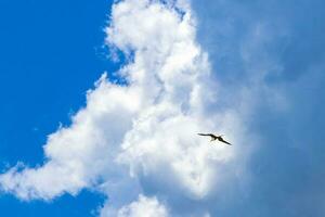 pássaros fregat rebanho voam fundo de nuvens de céu azul no méxico. foto